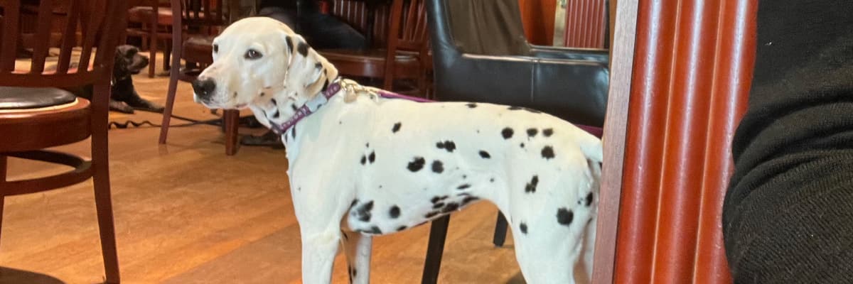 A dalmation giving me the side-eye