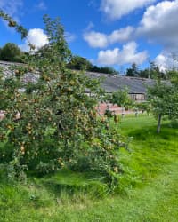 An abundance of apples on an apple tree with a greenhouse behind.