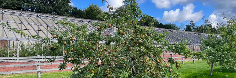 An abundance of apples on an apple tree with a greenhouse behind.